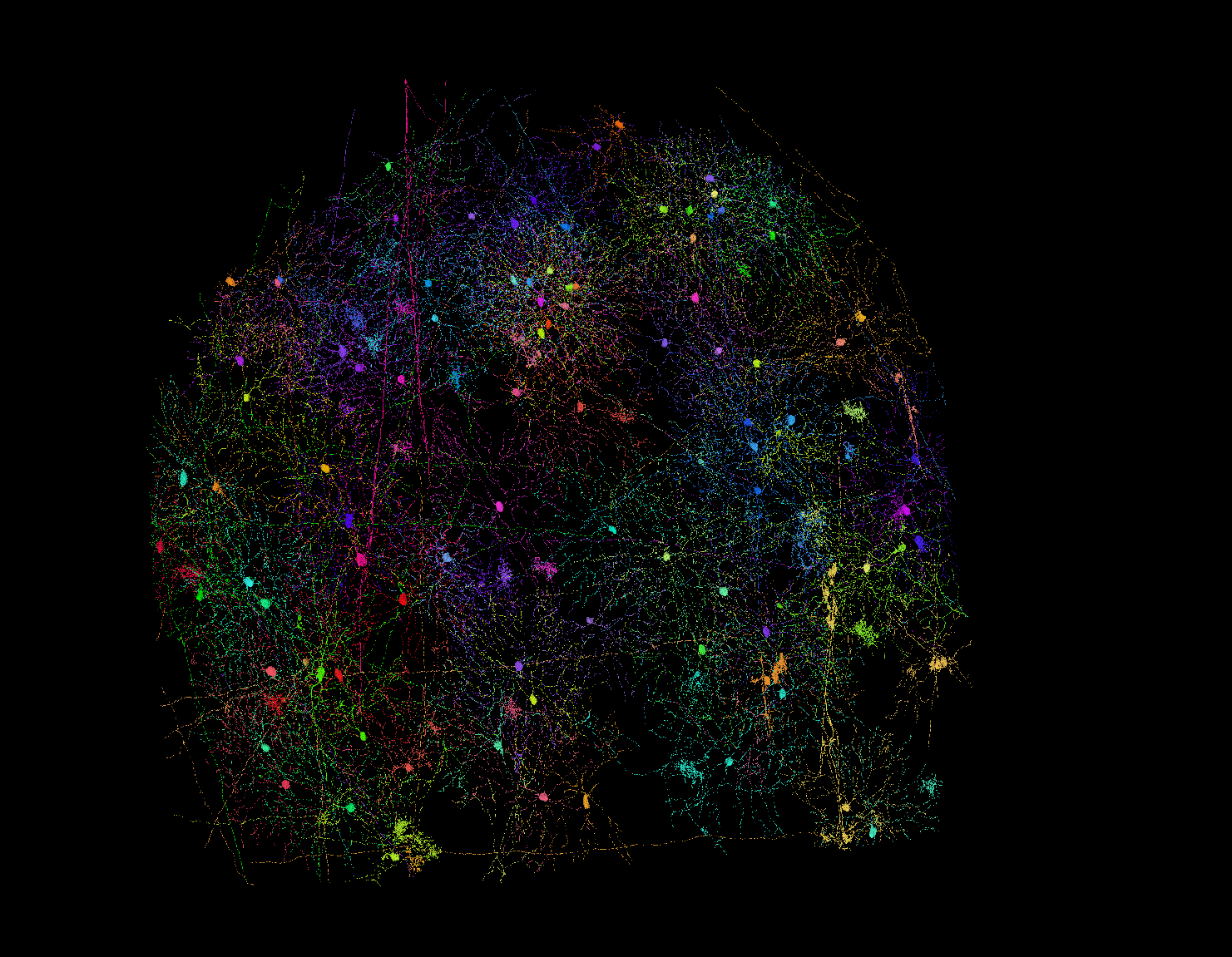 Starburst amacrine cells